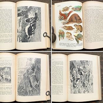 [雰囲気の動物達の絵]ドイツの古い哺乳類図鑑(1922年)/動物図鑑 雰囲気◎/ 雰囲気の動物達の絵]ドイツの古い哺乳類図鑑(1922年)/動物図鑑